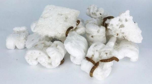 未來我們將使用可生物降解的餐具