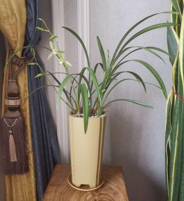 38種超級耐陰的花,沒光也能養爆盆,養在陽臺客廳超有範兒 38種超級耐陰的花,沒光也能養爆盆,養在陽臺客廳超有範兒