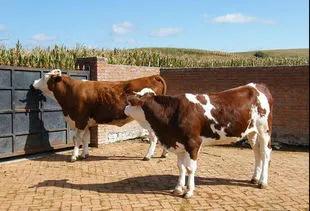 養牛遇到腐蹄病怎麼辦？我來告訴你