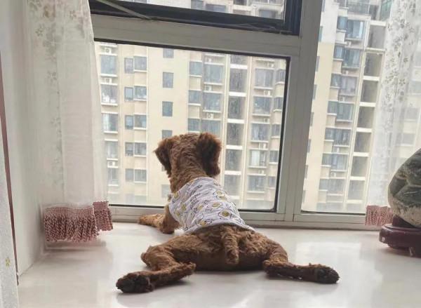 狗狗生氣了覺得生無可戀 狗狗生氣了覺得生無可戀