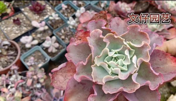 多肉高沙之翁可以這樣繁殖嗎？