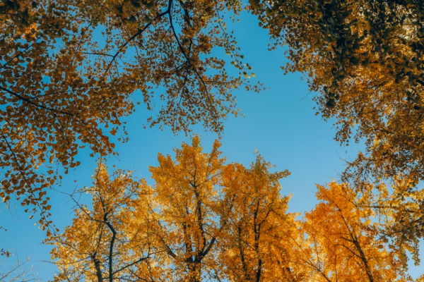 北京東路，喜提秋天