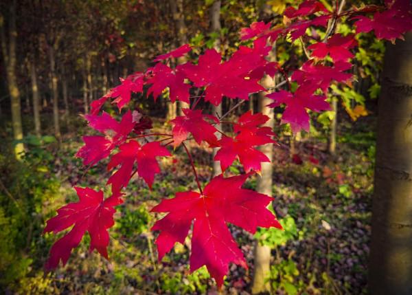 驚豔！孝感新一輪網紅打卡地——陡崗鎮袁湖村
