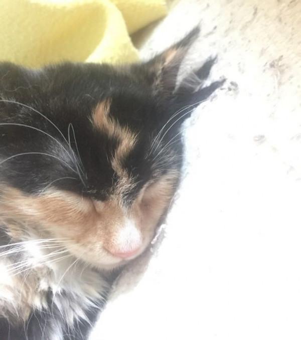 22只擁有奇怪花紋的動物！貓咪蝙蝠俠傻傻分不清楚