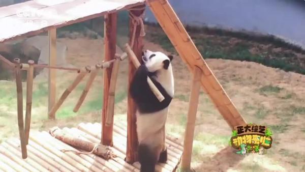 當大熊貓感覺丟了面子