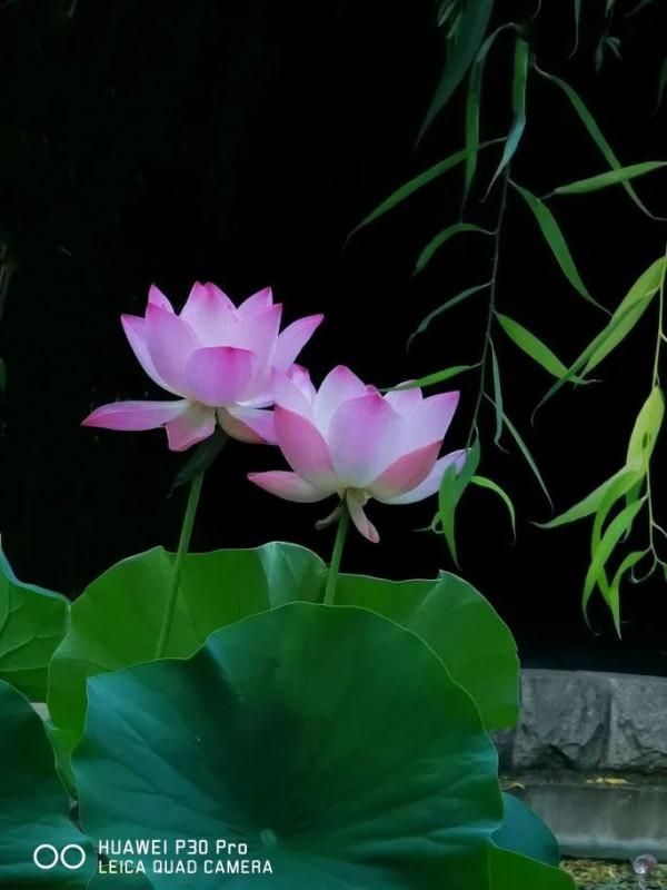 夜讀 | 荷花，慨嘆芳華一瞬間