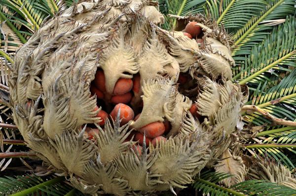 100種有毒的花和果，生活中很常見，出門要小心，避免受傷害