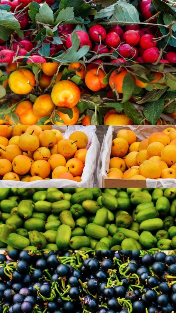 全國秋天神仙菜市場大賞 全國秋天神仙菜市場大賞