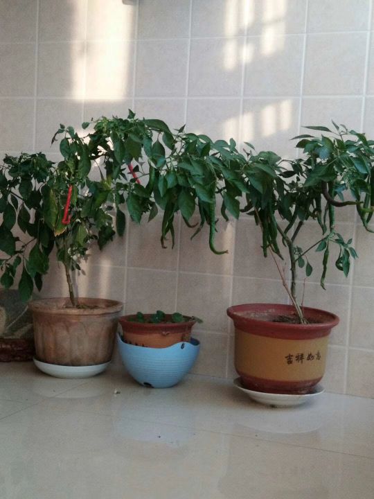 自己動手,豐衣足食,在家裡和車庫前面種的辣椒能自給自足啦 自己動手,豐衣足食,在家裡和車庫前面種的辣椒能自給自足啦