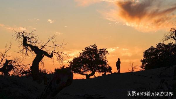 額濟納怪樹林，大漠勇士胡楊林的讚歌，罕見的世界自然奇觀