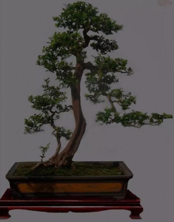 樹姿古雅，婆娑蔥蘢，蒼勁挺拔四季長青盆栽精美的羅漢松請您鑑賞