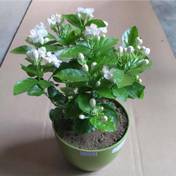 3種“健康花”,可以吸收甲醛!人養花,花養人 3種“健康花”,可以吸收甲醛!人養花,花養人