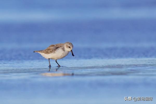 自帶“飯勺”的極危物種 勺嘴鷸