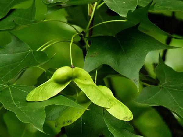 讓孩子健康成長，增長智力，提高學習能力的飲食方案