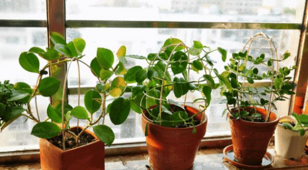 秋季來了,夏天收穫空盆無數,養花舊土不要扔,學會處理還能種花 秋季來了,夏天收穫空盆無數,養花舊土不要扔,學會處理還能種花