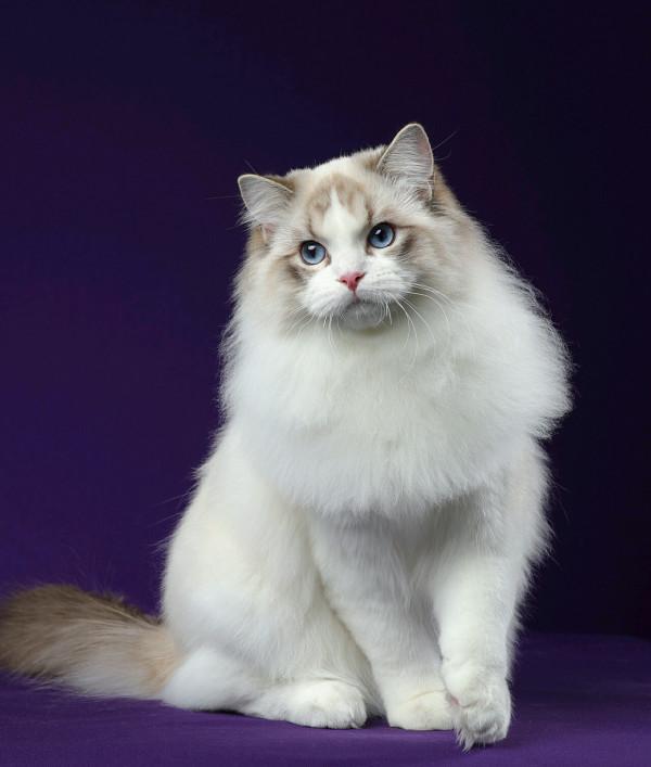 貓的生活習性你知道多少？你真的瞭解你家貓嗎？