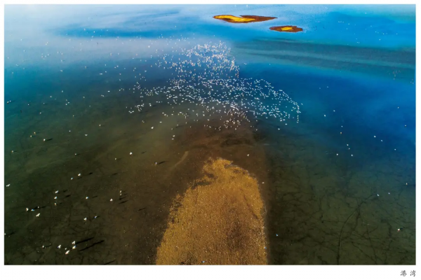 圍觀！省媒報紙整版報道升金湖候鳥