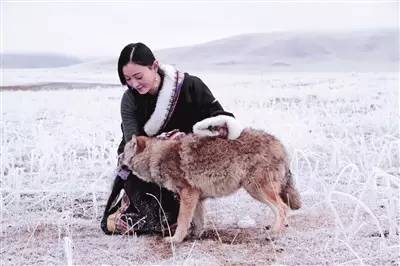 2018年，女孩在藏區旅遊，意外發現受傷母狼，包紮好傷口送狼回家