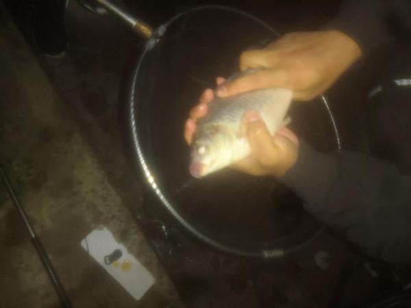 現階段野釣(夜釣)大板鯽 現階段野釣(夜釣)大板鯽