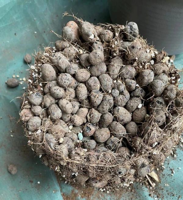 開花超香的香雪蘭，夏天葉子全黃了，挖出滿盆小球，大豐收