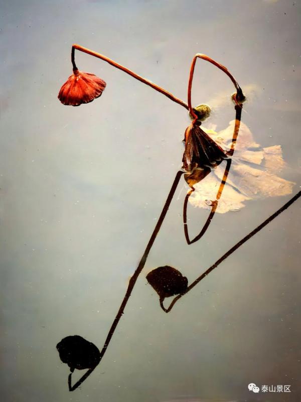 泰山腳下賞殘荷之美