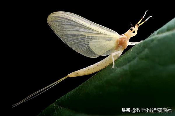 動物們的平均壽命