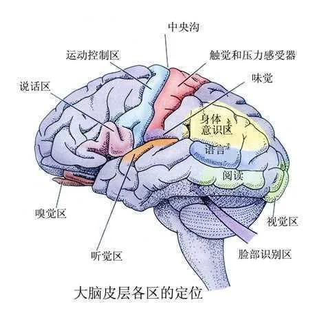 孩子注意力不集中？和大腦皮層聯合區發育有關係