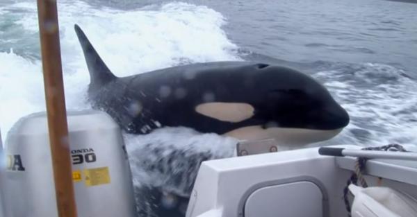 這頭虎鯨成了“萬人迷”，人們不惜罰款10萬，也要去海里和它玩耍