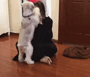 永遠不要放棄你的狗，即使它是“搗蛋鬼”