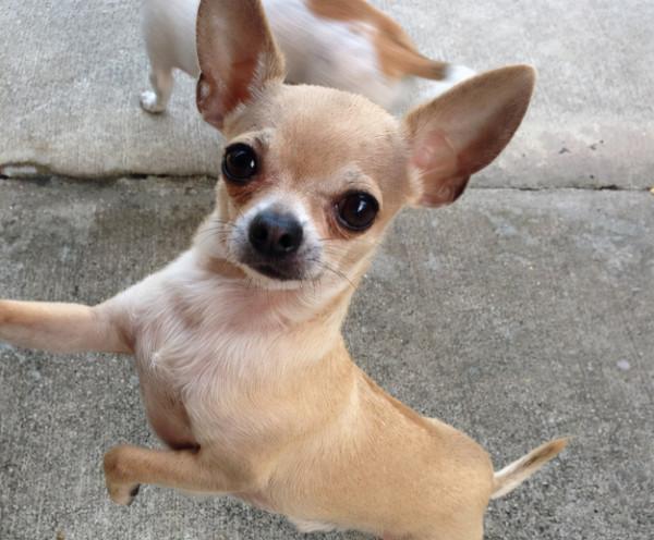 吉娃娃吃醋的幾大表現，簡直就是醋罈子