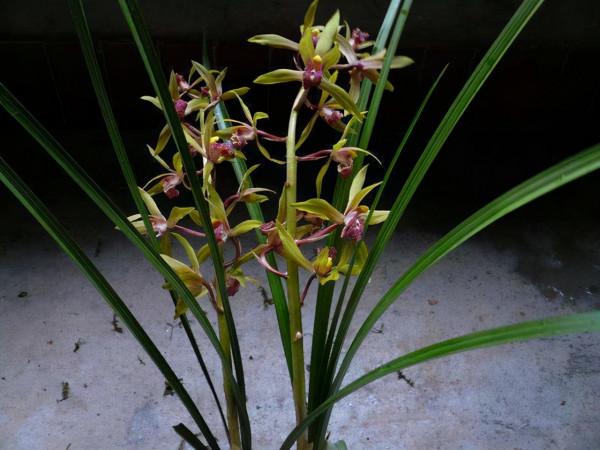 室內養花有講究，不同的花卉要擺放在不同的區域，擺錯了很難養好