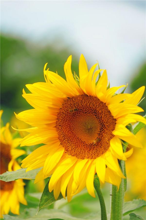 七夕 | 來自七彩雲南的一封情書 七夕 | 來自七彩雲南的一封情書