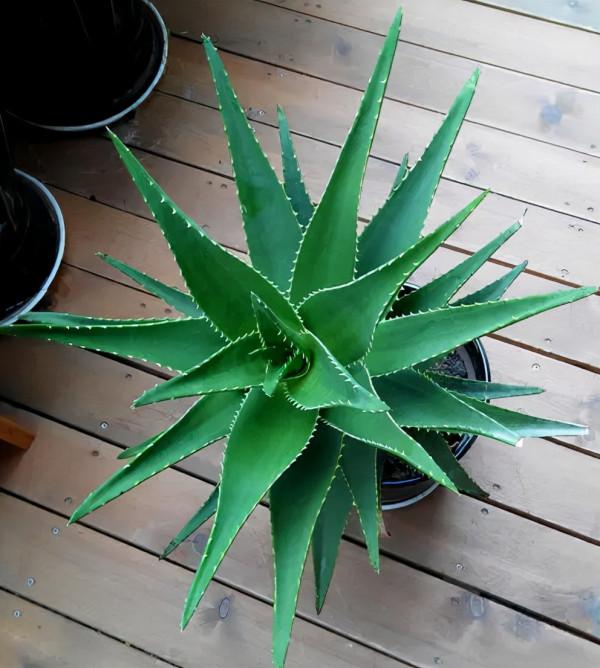 5種“懶人花”適合客廳養，怎麼折騰也不死，越是“賤養”越爆棚