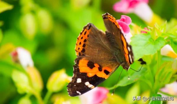 分享圖片-五顏六色的蝴蝶