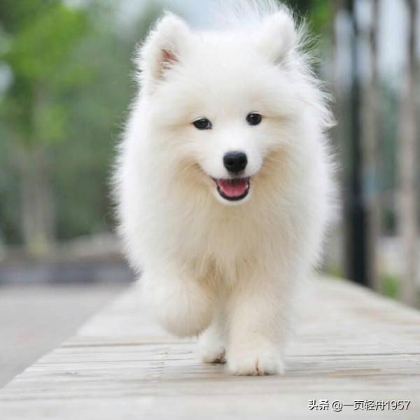 金毛被賣到狗肉館，主人數錢它依然抱著主人不肯離去，令人心疼