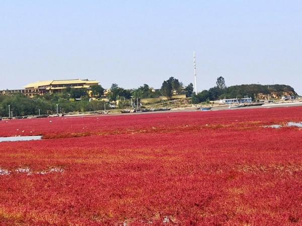 蓋州北海紅海灘 蓋州北海紅海灘
