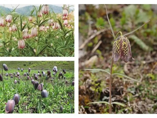 終於搞懂貝母這種植物了