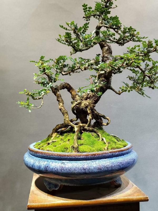 胡椒木的養護方法