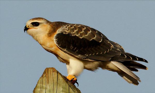 東江攬勝:收集常見鳥類圖譜之猛禽篇,攝鳥人自留地,建議收藏 東江攬勝:收集常見鳥類圖譜之猛禽篇,攝鳥人自留地,建議收藏
