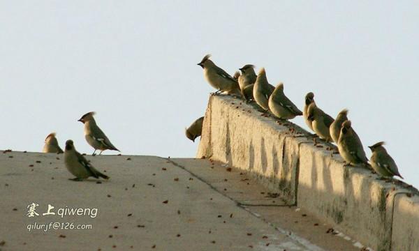 窗外的不速之客 太平鳥 冠羽後翹 宛若華美的桂冠，彰顯英武和高貴