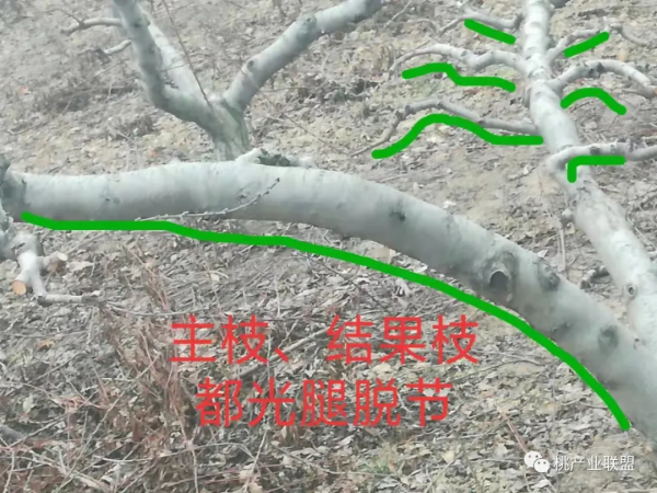 桃樹冬剪最容易忽視的幾點細節問題 桃樹冬剪最容易忽視的幾點細節問題