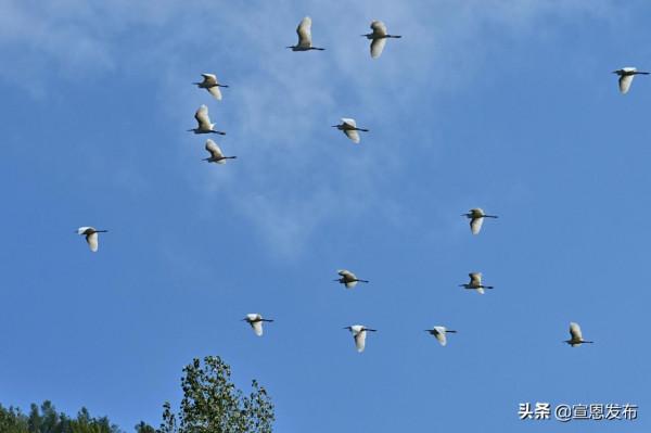 組圖｜白鷺齊飛生態美
