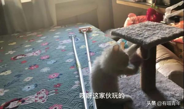 “24歲癱瘓，我收養了一隻差點死掉的貓”