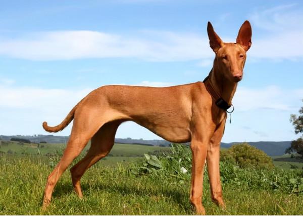 想養狗又不能忍受“狗臭味”?可以養這些體味輕的狗 想養狗又不能忍受“狗臭味”?可以養這些體味輕的狗