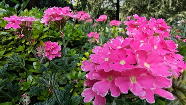 國慶節來龍潭公園賞花 國慶節來龍潭公園賞花