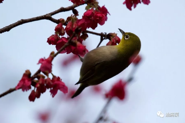 油麻菜:圓月彎刀 油麻菜:圓月彎刀