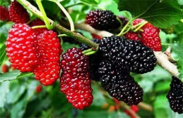 農村3種常見“野果”,以往人們常吃到,如今少見了,只能花錢買 農村3種常見“野果”,以往人們常吃到,如今少見了,只能花錢買