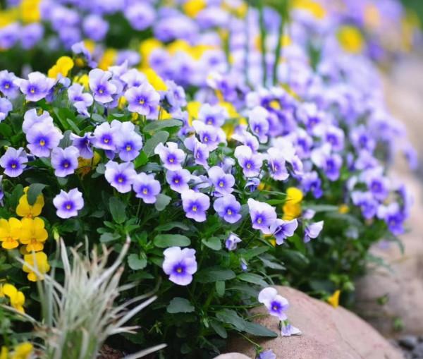 學會三色堇的種植方法，養出一院子的“彩虹花”，指日可待