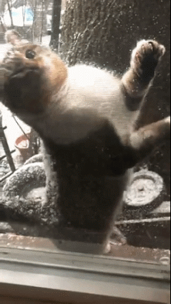 流浪貓在大雪中不停扒拉窗戶求助：能救救我，開下窗戶麼？我好冷