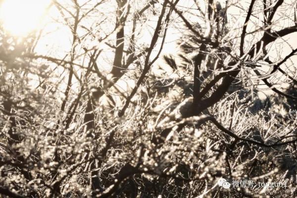 原來江南也有如此夢幻霧凇 原來江南也有如此夢幻霧凇